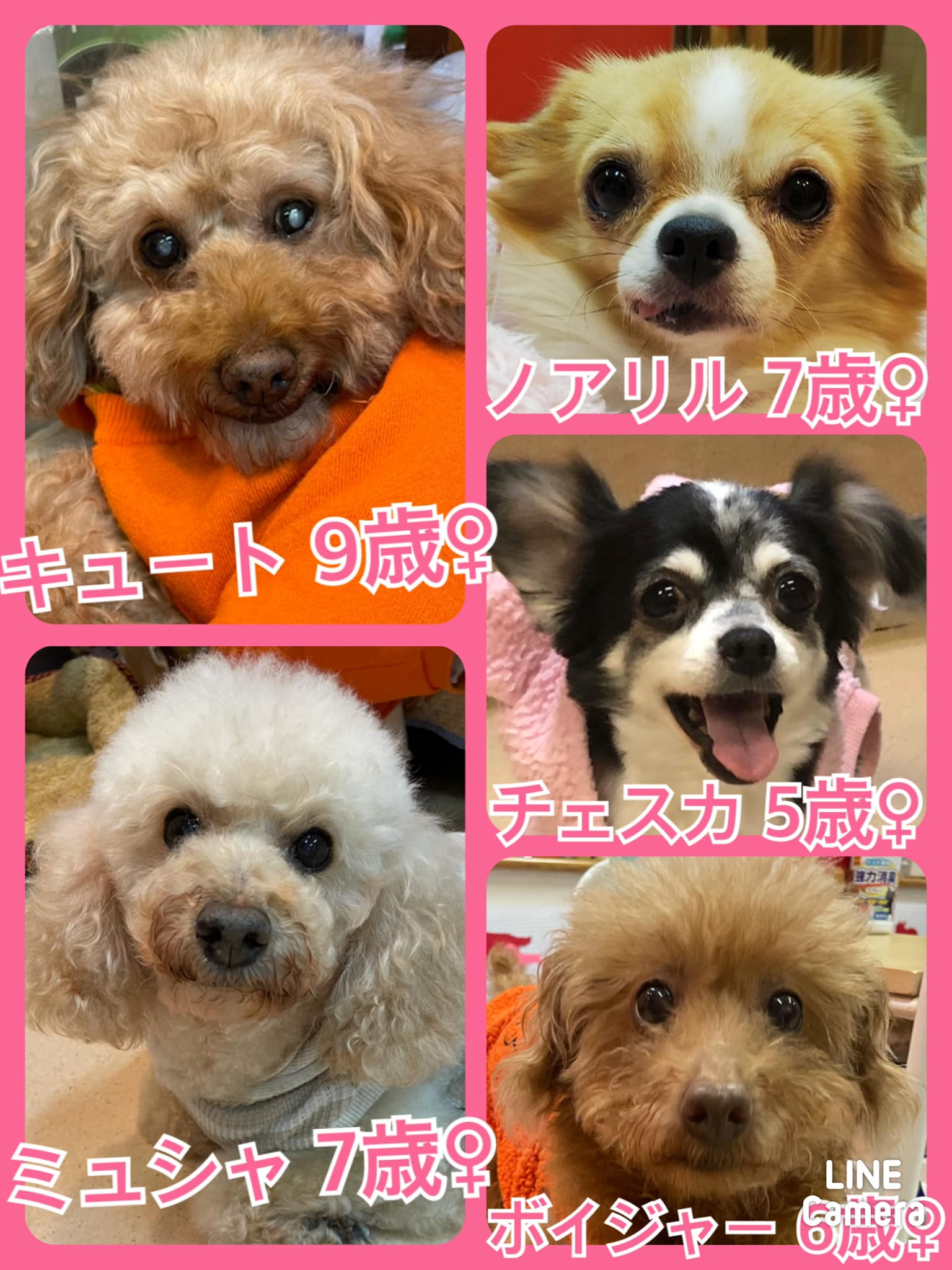 🐾今日の里親様募集中ワンコ🐶メンバーです🐾2021,11,10